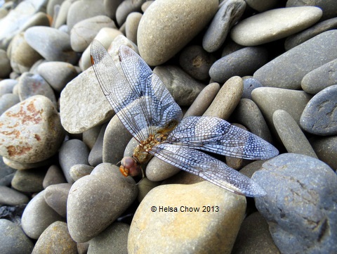 20130714 Dragonfly